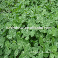 Butch clover seeds/Trifolium repens L seeds/forage grass seeds